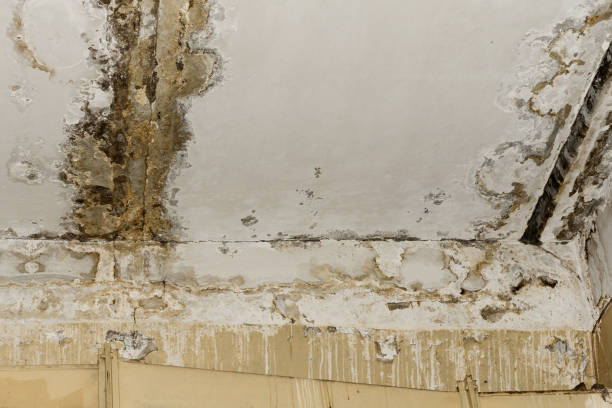 Best Indoor Air Quality Assessment  in Wolcottville, IN