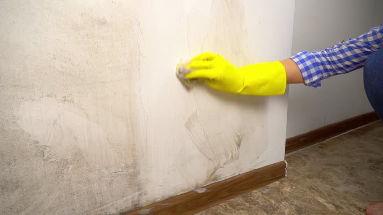 Trusted Wolcottville, IN Mold Removal Experts