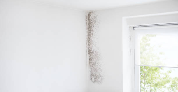 Best Comprehensive Air Testing for Mold Contaminants  in Wolcottville, IN