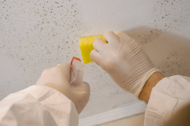 Best Water Damage & Mold Remediation  in Wolcottville, IN