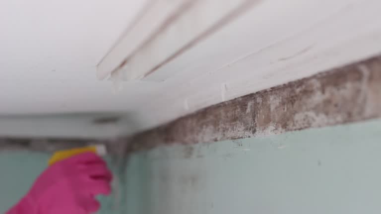 Best Commercial Mold Inspection  in Wolcottville, IN